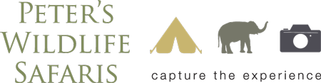 custom graphic design logo