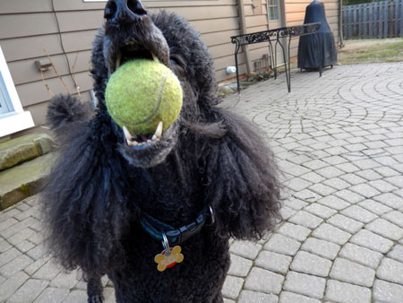 dog tennis ball mouth