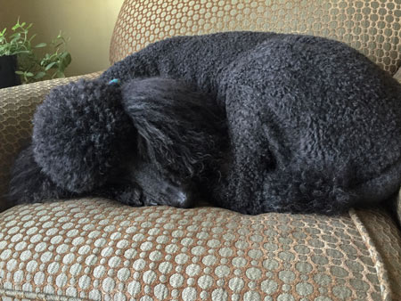 standard poodle sleeps a lot