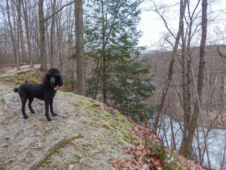 Standard poodle at Rocky River Nature Center